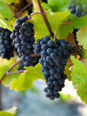 Pinot Noir Grapes