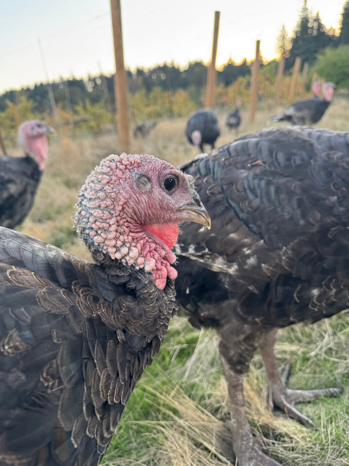 Pasture Raised Heritage Turkey