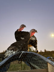 Pasture Raised Heritage Turkey