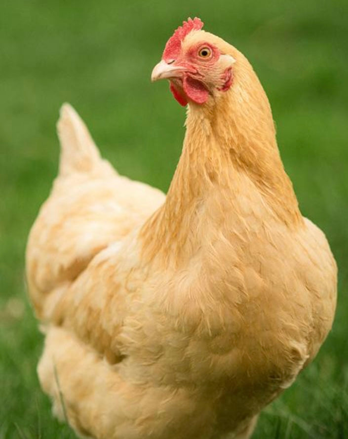 Backyard Egg Layer
